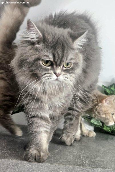 Eladó Selkirk Rex hosszú szőrű kislány cica tenyésztő