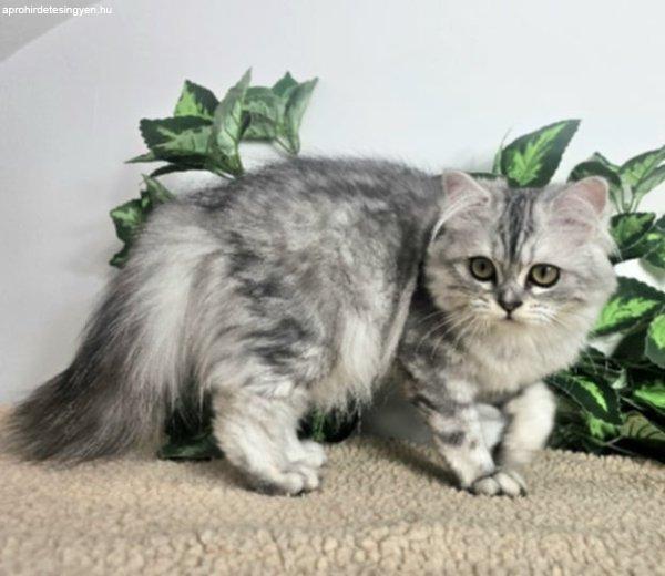 Eladó Selkirk Rex hosszú szőrű kislány cica tenyésztő