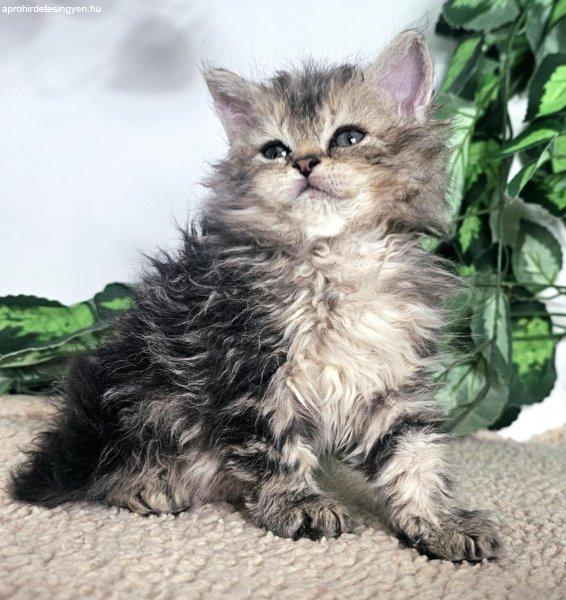 Eladó Selkirk Rex hosszú göndszőrű kislány cica tenyé