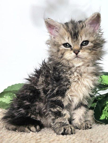 Eladó Selkirk Rex hosszú göndszőrű kislány cica tenyé