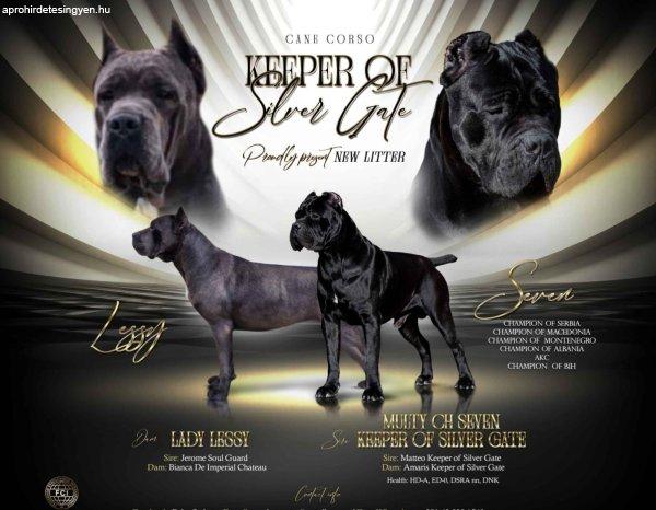 Cane Corso gyönyörű kiskutyák