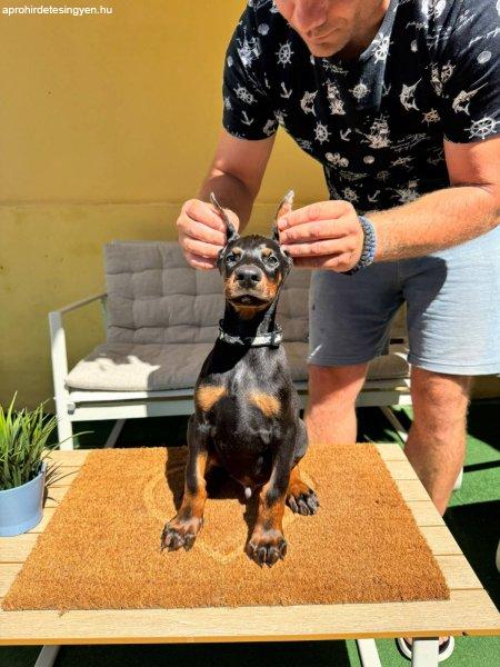 Doberman kiskutya eladó
