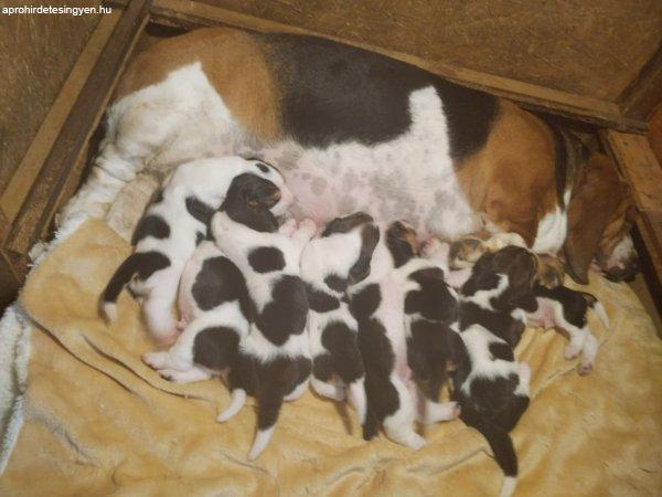Basset hound kiskutya eladó