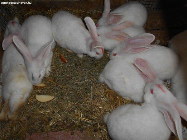 Nyúl ...pannon fehér XXL növendékek vegyesen!