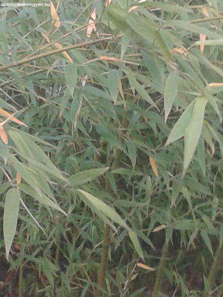 Bambusznád eladó
