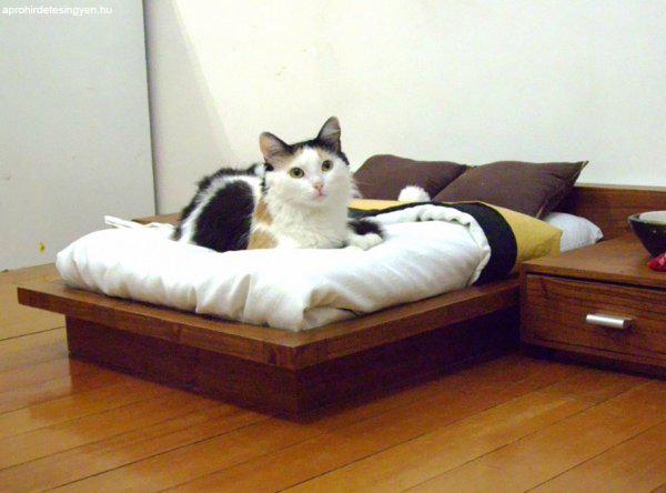 otthonos cica-kisállat megőrzés 24 órás felügyelet panzió