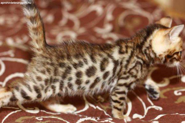 Bengáli cica kölykök eladók