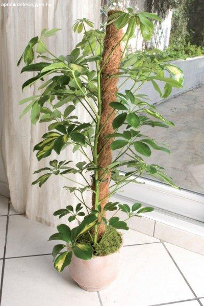 Kókuszrúd növények felfuttatásához - 100cm