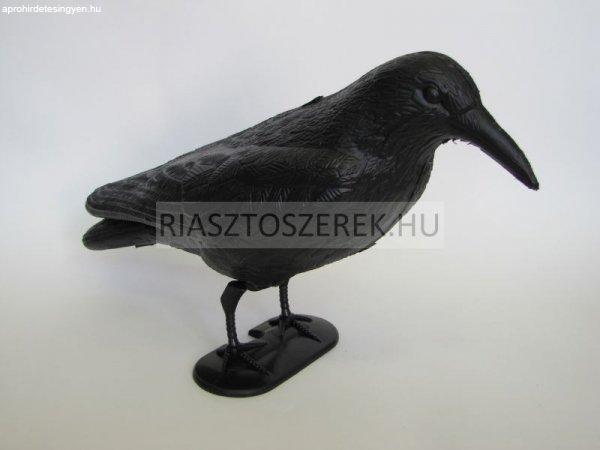 Galambriasztó holló