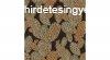 #Hashtag tapta 11058.