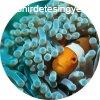 Nemo the Anemonefish - Nm tapta