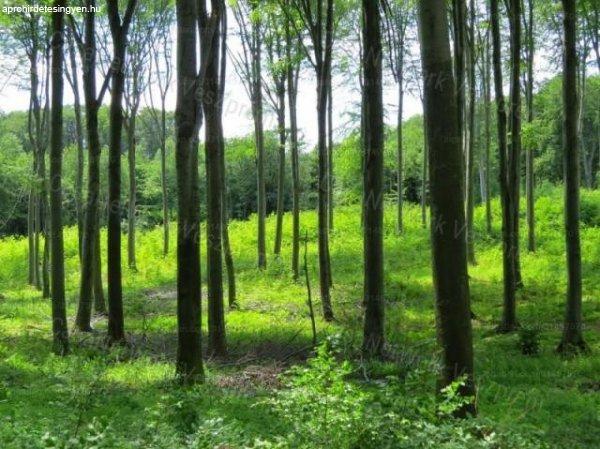 Eladó vágásra érett erdő a Balatonhoz közel! - Szentkirályszabadja