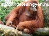 Szlezetlen akc kertselem, 5 - 8 cm- es