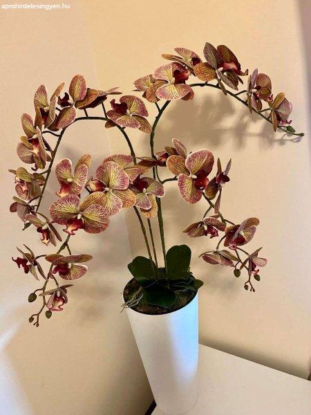 Padlóvázás orchidea 4 szálas csíkos különleges színű
