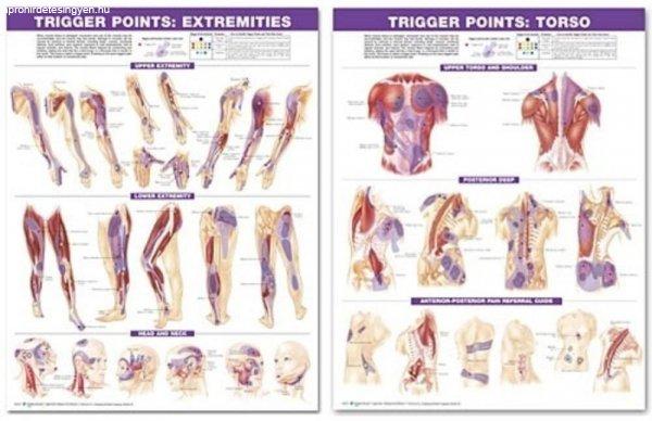 Plakátsorozat - Az emberi test trigger pontjai