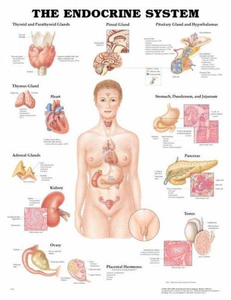 Az ember endokrin rendszere plakát - 50,8*66 cm
