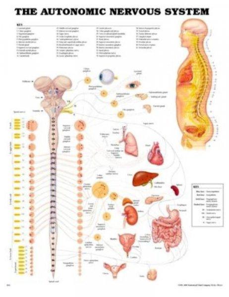 Vegetatív idegrendszer 50,8x66cm plakát