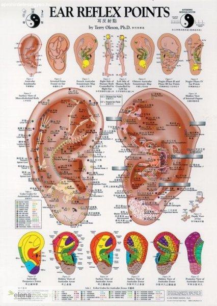 Fül reflexpontjai plakát