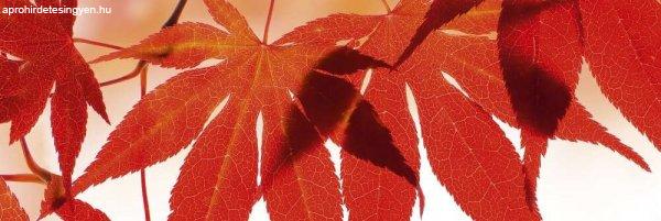Piros levelek, konyhai matrica hátfal, 180 cm