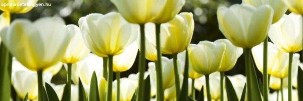 Fehér tulipánok, konyhai matrica hátfal, 180 cm