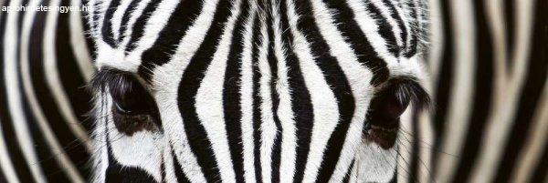 Zebrák, konyhai matrica hátfal, 180 cm