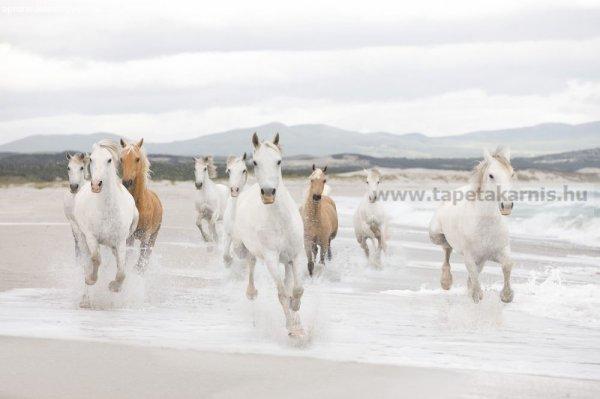 Komar poszter White Horses 8986.