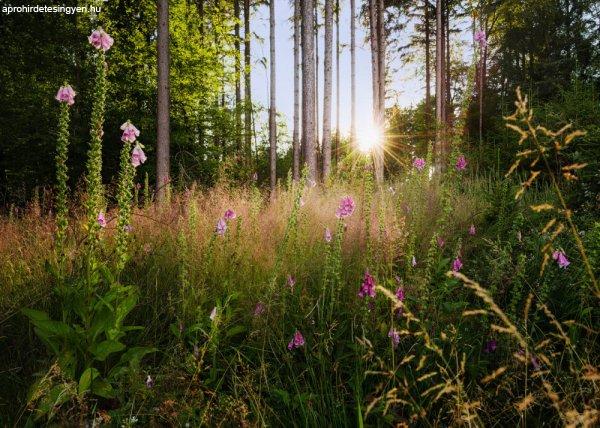Summer Glade poszter X7-1005