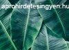 Banana Leaves 1 poszter DD118560