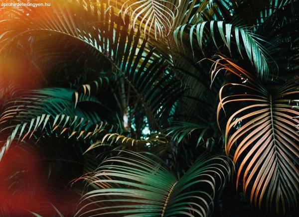 Jungle Colour poszter DD118795