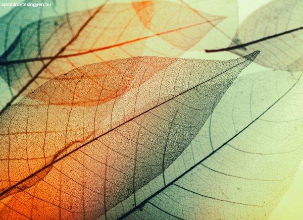 Limpid Leaf 2 poszter DD118588