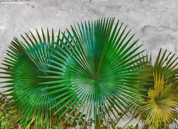 Agave Leaves poszter DD118710