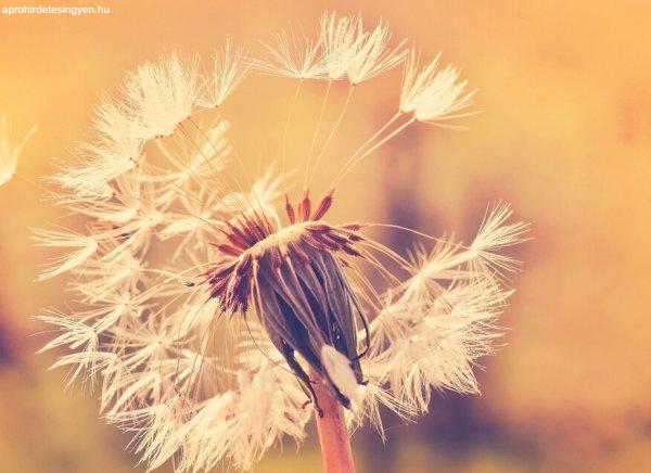 Dandelion 1 poszter DD118594