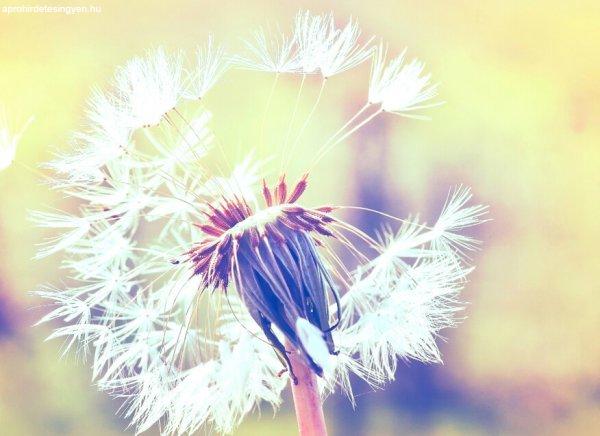 Dandelion 2 poszter DD118596