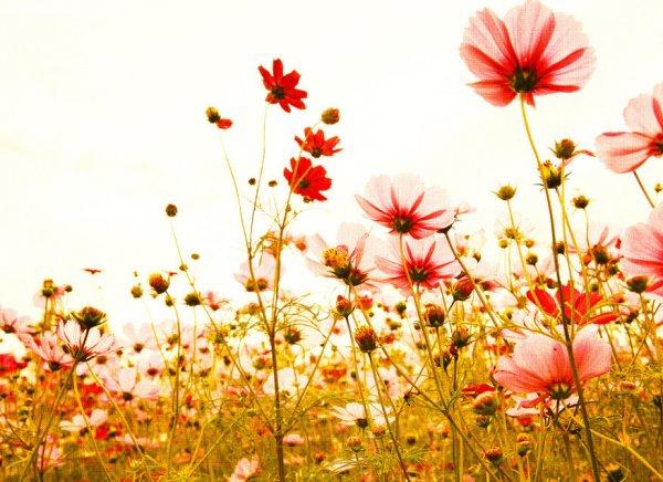 Flower Meadow 2 poszter DD118600