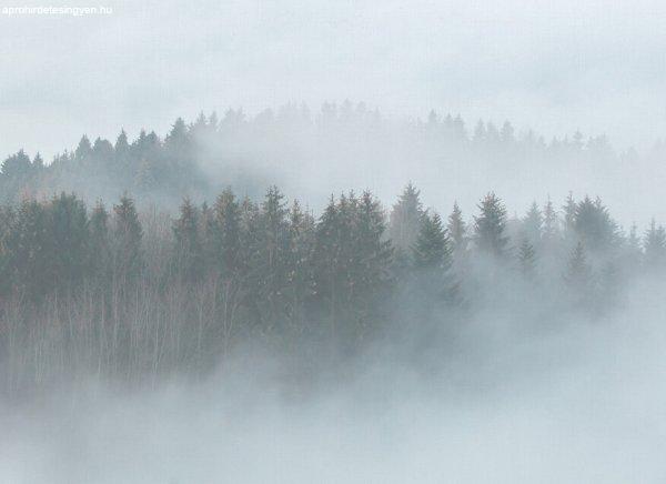Misty Forest poszter DD118604