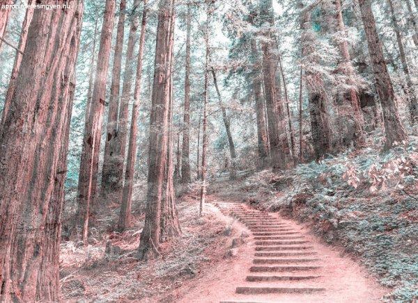Forest Walk 2 poszter DD118628