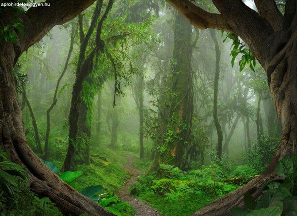 Tropical Forest poszter DD118632
