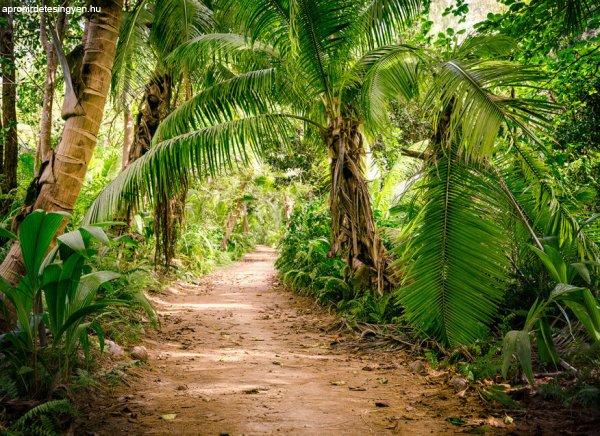 Palm Walk poszter DD118634