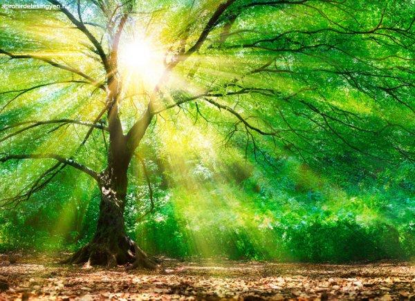 Forest Light poszter DD118798