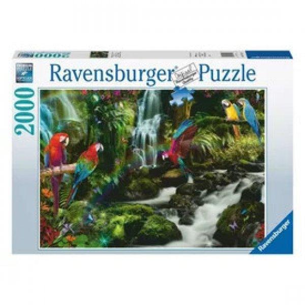 Puzzle 2000 db - Színes papgájok a dzsungelban