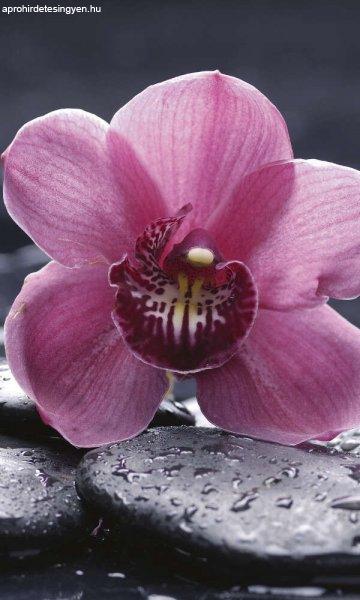 Orchidea lávaköveken, poszter tapéta 150*250 cm