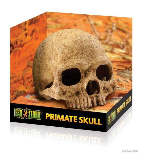 Exo-Terra Dekor Primate Skull - samu koponya (Pt2855)