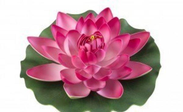 Lotus Foam pink 17 cm