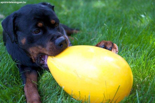 Jolly Pets tojás  alakú játék 30 cm lila kutyajáték