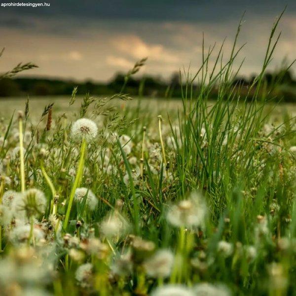 Magic Walls-Landscape pitypangmező poszter 363357