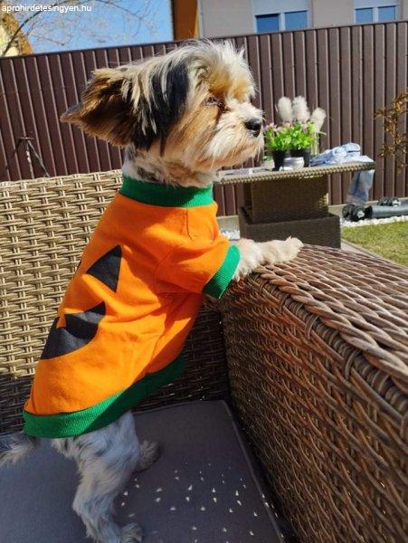Kutyaruha - Narancs színű kutyapóló, tökfej mintával 