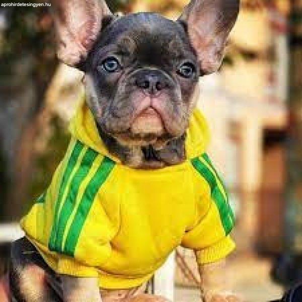 Kutyaruha - Adidog Kapucnis kutyapulóver - kutyapulcsi - Sárga színben