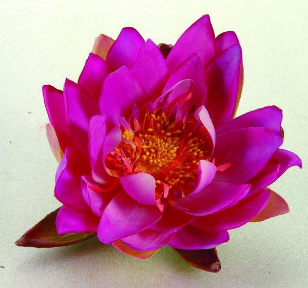 Selyemvirág, lila tavirózsa, 16 cm