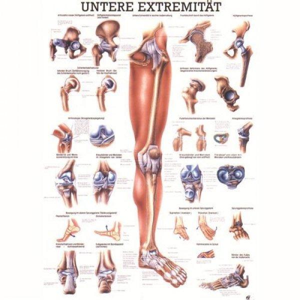 Anatómiai Mini-Plakát: Az Alsó Végtagok (Die unteren Extremitäten)