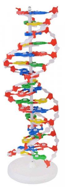 DNS-modell - nagy